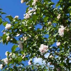 Meet your Posher, Hope